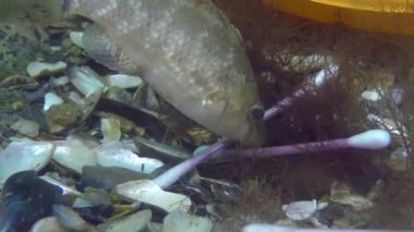 Denizin plastik kirliliği: deniz tabanındaki plastik çöplerin arasındaki balık balığı.