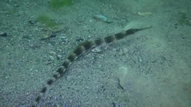Kalın burunlu boru balığı (Syngnathus varegatus) deniz tabanında yüzer.