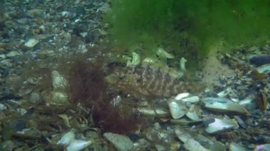 Üreyen Gri Buruşukluk (Symphodus cinereus).