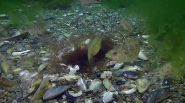 Spawning Gray wrasse (Symphodus cinereus).