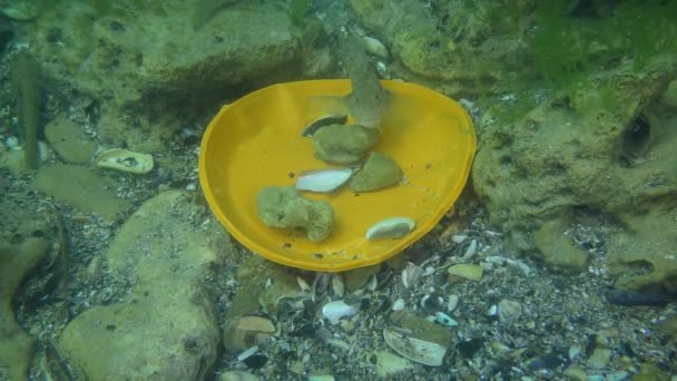 Poluição plástica do mar: peixes Goby entre os resíduos de plástico no fundo do mar. — Vídeo de Stock