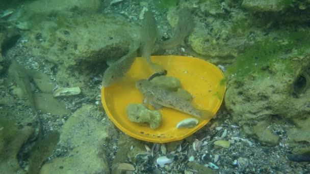 Contaminación plástica: El pez gobio entre los residuos plásticos del fondo marino. — Vídeo de stock