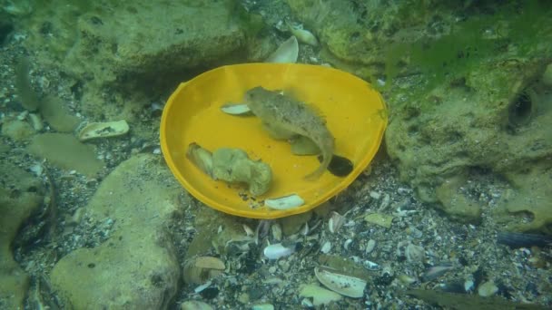 Plastik kirlilik: Deniz tabanındaki plastik atıklar arasında Goby balığı. — Stok video