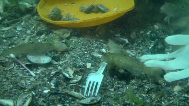 Пластик загрязнения пруда: Goby рыбы среди пластиковых отходов на морском дне. — стоковое видео