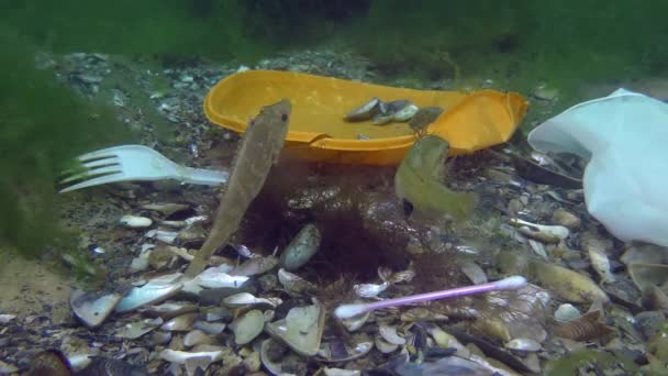 Pollution plastique de la mer : les poissons de la wrasse parmi les déchets plastiques sur les fonds marins. — Video