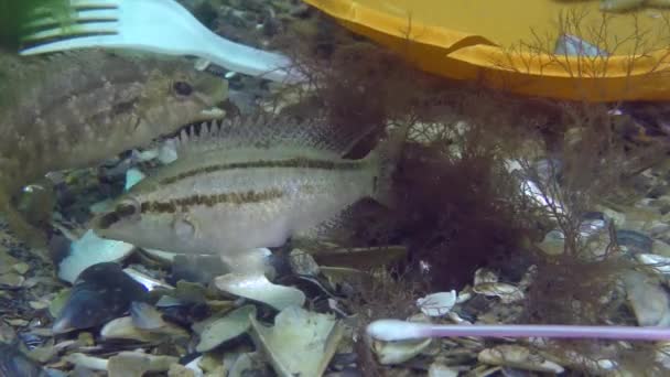 Poluição plástica do mar: peixe de wrasse entre lixo plástico no fundo do mar. — Vídeo de Stock