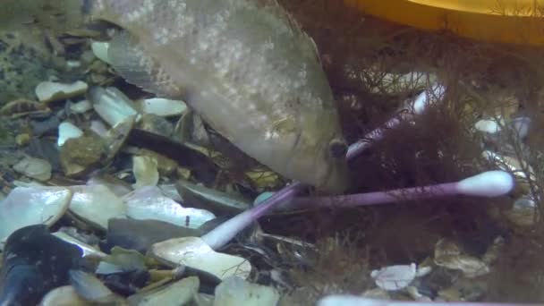 Poluição plástica do mar: peixe de wrasse entre lixo plástico no fundo do mar. — Vídeo de Stock