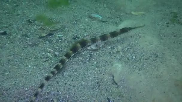 Pipa de hocico grueso (Syngnathus variegatus) flotando sobre el lecho marino. — Vídeos de Stock
