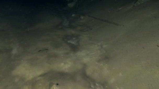 Övergödning av havet: havsbotten täcker ett tjockt lager av silkeslent sediment. — Stockvideo