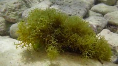 Y Dalı Algleri (Dictyota ikilemi).