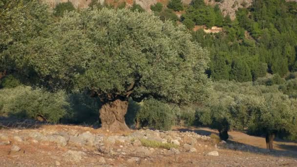 Stare drzewo oliwne w promieniach zachodzącego słońca. — Wideo stockowe