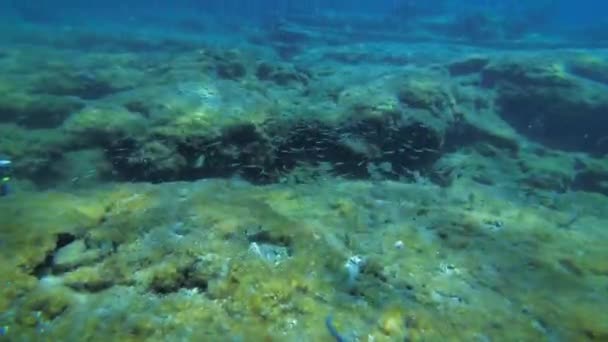 Skalisty podwodny krajobraz z licznymi rybami w promieniach słońca. — Wideo stockowe