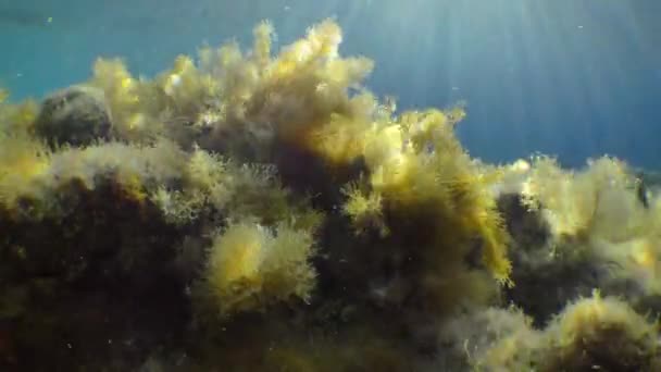 Schöne Unterwasserlandschaft: Steine, zappelnde Algen, die Sonnenstrahlen in der Wassersäule. — Stockvideo