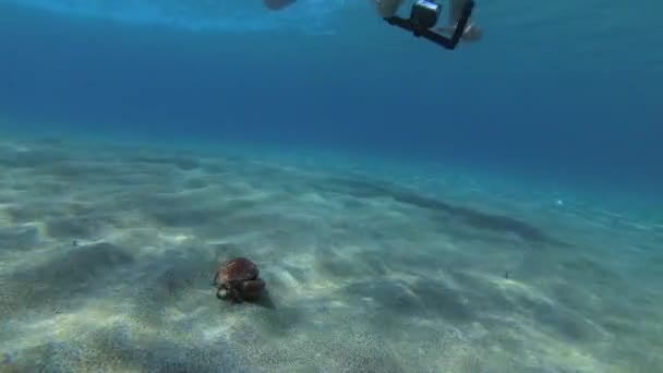 Aksiyon kamerası olan bir freediver kumlu zeminde yengeç vuruyor.. — Stok video