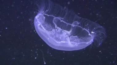Bir kara su sütunun arka planına karşı yaygın denizanası (Aurelia aurita).