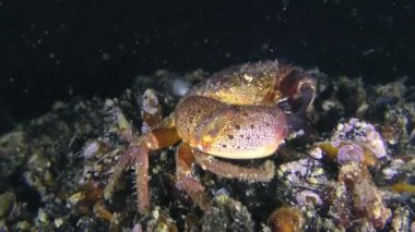 Siğil yengeci dipten midye kabuğunu koparır.