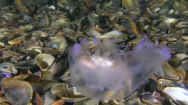 Yüzen yengeç denizanalarını pençelerinde tutar..