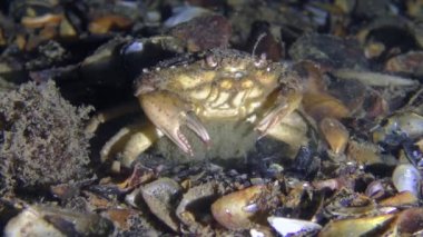 Dişi yeşil yengeç, üzerinde yumurta var. Karnı kabuklara gömülmeye çalışıyor..