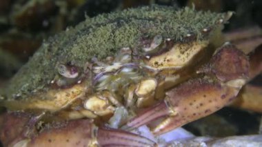 Yeşil yengeç (Carcinus maenas) ölü balığı yakın plan yer..