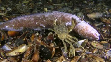 Yeşil yengeç (Carcinus maenas) alttaki ölü balığı inceler.