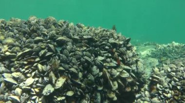 Taşlar çok sayıda midye ile kaplanmış..