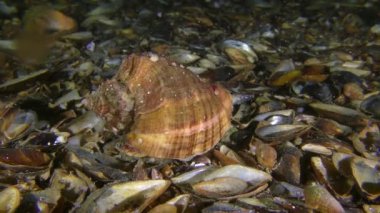 Damarlı Rapa Whelk altta sürünüyor..