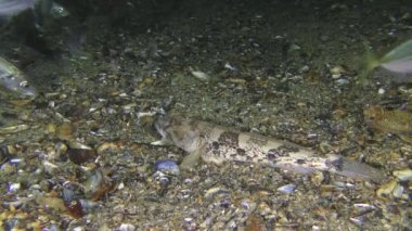 Deniz balığı Knout goby (Mezogobius batrachocephalus) at uskumrusu avlamaya çalışır..