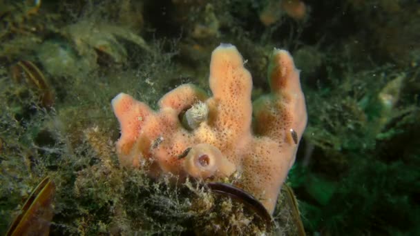 Éponge cornée (Haliclona sp.) sur les fonds marins. — Video