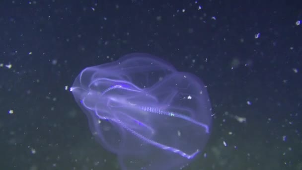 Warty comb jelly (Mnemiopsis leidyi) on a dark background. — Stock Video