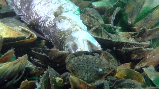 Plusieurs crabes ronds de Jaguar (Xantho poressa) mangent des poissons morts, gros plan. — Video