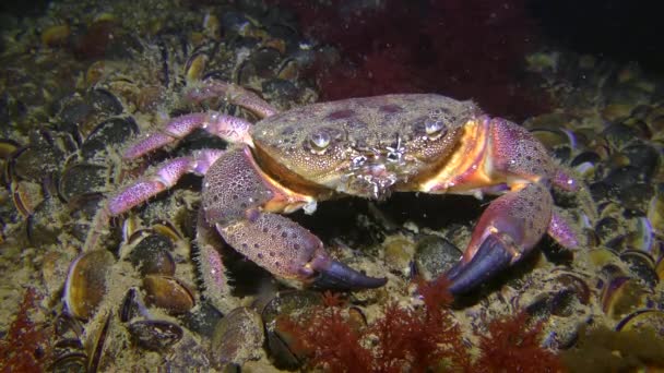 Bradavičnatý krab sedí na dně a pohybuje knírem, střední rána. — Stock video