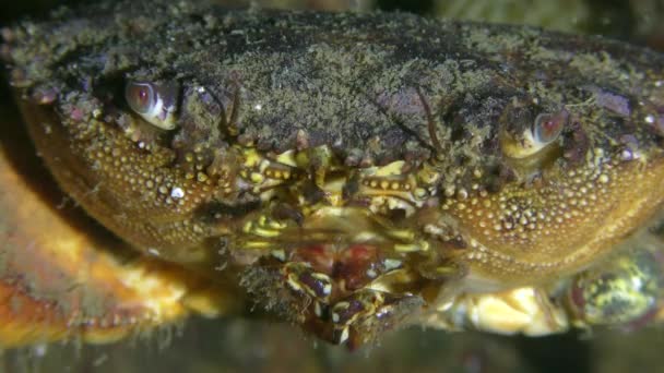 Portret kraba brodatego (Eriphia verrucosa) poruszającego wąsami. — Wideo stockowe