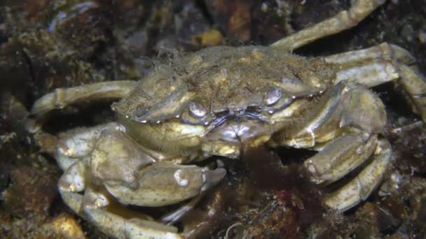 Crabe vert ou crabe du rivage (Carcinus maenas) mange des algues, gros plan. — Video