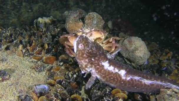 Cangrejo costero (Carcinus maenas) come pescado muerto, vista frontal. — Vídeo de stock