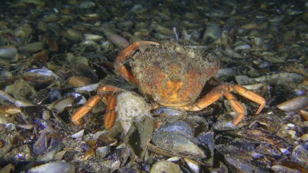 Ld Crabe vert essayer de nettoyer leurs yeux d'algues qui a grandi sur eux. — Video