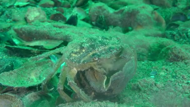 Crabe vert prend de gros morceaux de viande de la coquille des morts Rapa Whelk veiné. — Video