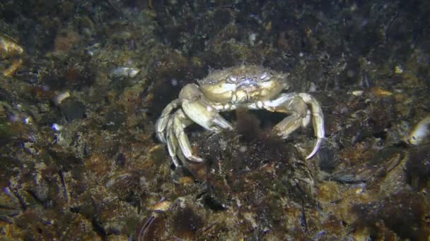 Zelený krab škrábe záda přes lastury na mořském dně a pak opouští rám. — Stock video