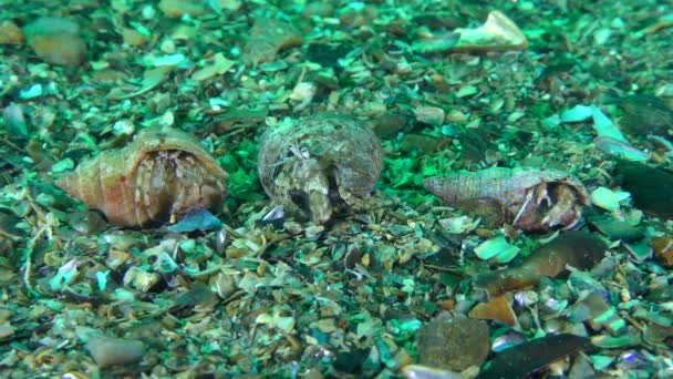 Drei kleine Einsiedlerkrebse (Diogenes pugilator) in einem Panzer verschiedener Schnecken. — Stockvideo