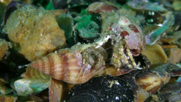 Voortplanting van heremietkreeften: voor het paren sleept het mannetje een schelp met een vrouwtje. — Stockvideo