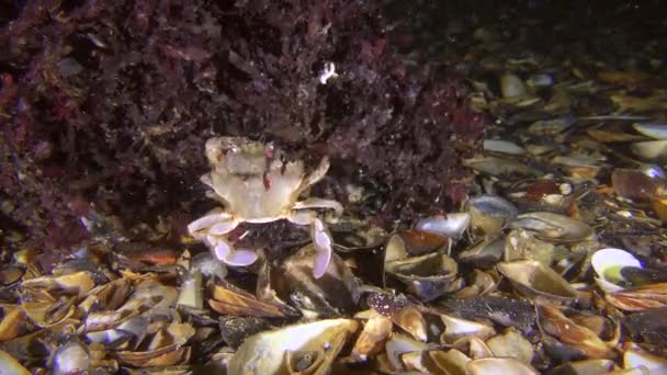 La biocénose de la phyllophora des algues rouges : le crabe nageur cherche de la nourriture parmi les algues. — Video