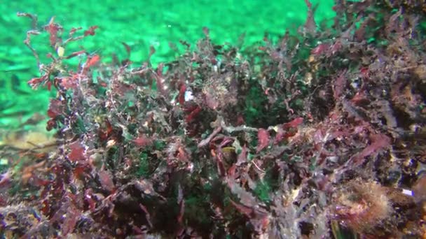 Algues rouges phyllophora (Phyllophora crispa) au fond marin, gros plan. — Video