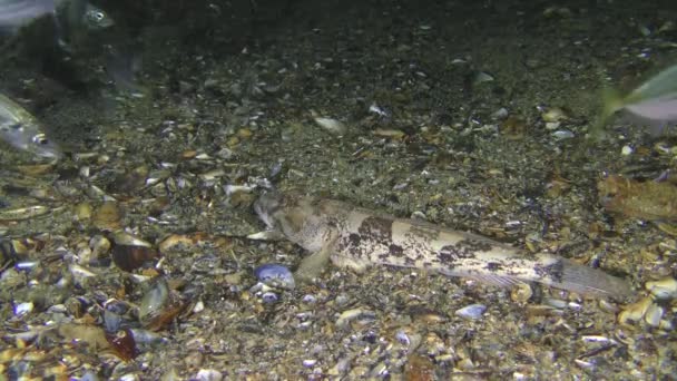 Meeresfisch Knout Grundel (Mesogobius batrachocephalus) versucht, Stöcker zu jagen. — Stockvideo