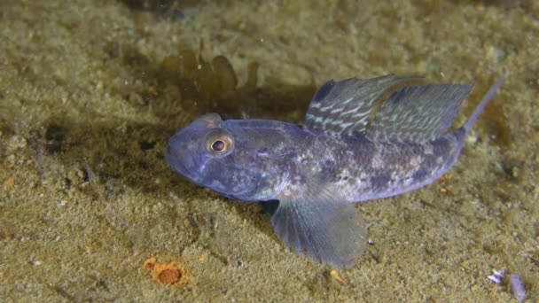 Zwarte mannetjesgrondel (Gobius niger) op de zeebodem. — Stockvideo