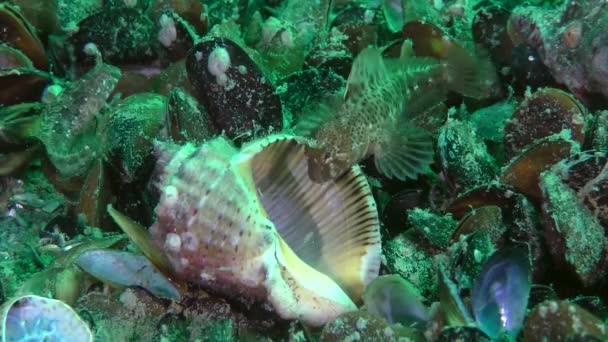 A hím csápos blenny a Vénás Rapa Whelk üres héjában rejtőzik.. — Stock videók