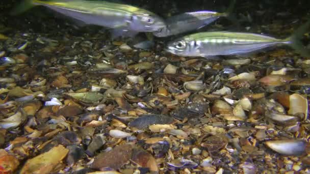 A flock of commercial fish horse mackerel swims near the bottom in search of food. — Vídeos de Stock