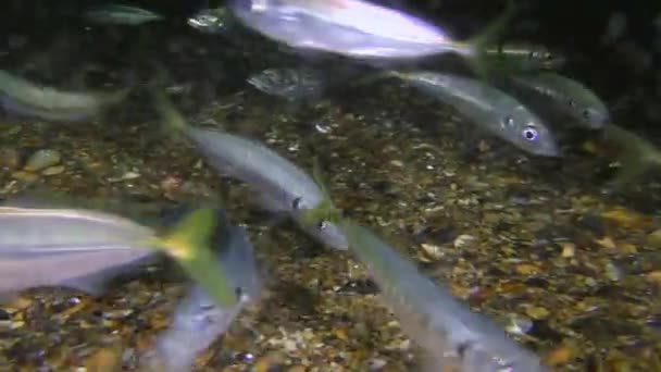 A flock of horse mackerel floats along the bottom. — Stockvideo