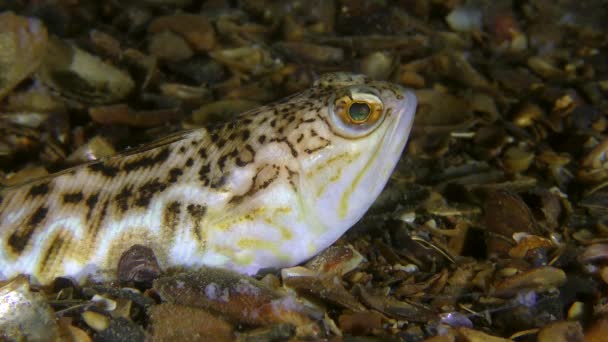 Giftige vissen Grotere snotneus draait actief zijn ogen, close-up. — Stockvideo
