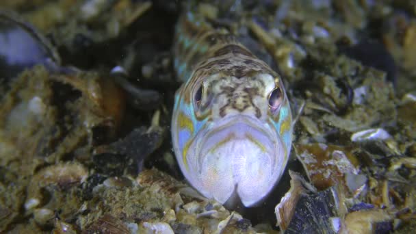 Der giftige Fisch Große Unkräuter verdreht die Augen, Porträt, Frontansicht. — Stockvideo