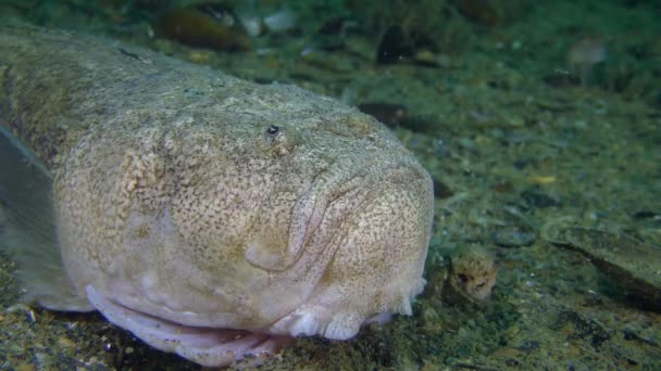 Poissons empoisonnés L'observateur des étoiles de l'Atlantique se trouve sur le fond marin, gros plan. — Video