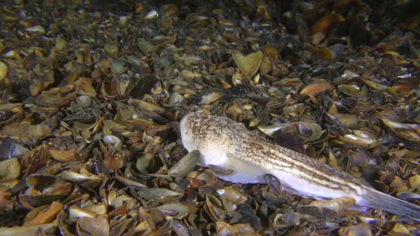 Meeresfisch Atlantischer Sternengucker (Uranoscopus scaber) am Boden mit Muscheln bedeckt. — Stockvideo